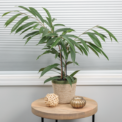 Cling-On™ Ficus 'Amstel King' (Maclellandii)