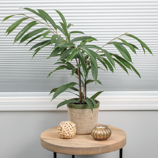Cling-On™ Ficus 'Amstel King' (Maclellandii)