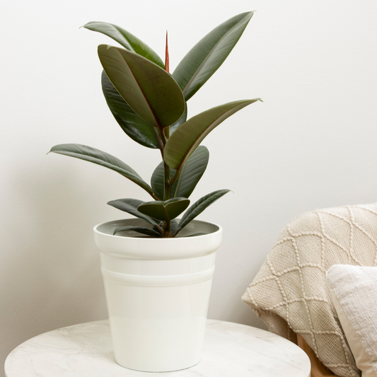 Chroma® Chloe Rubber Plant (Ficus elastica)