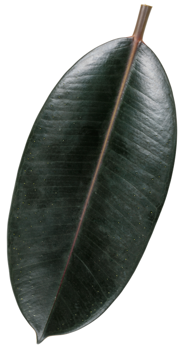 Chroma® Chloe Rubber Plant (Ficus elastica)