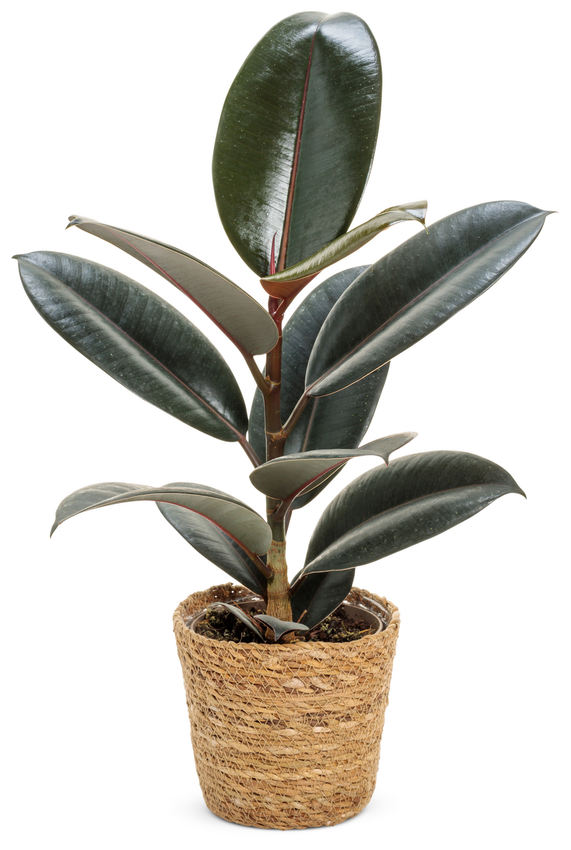 Chroma® Chloe Rubber Plant (Ficus elastica)