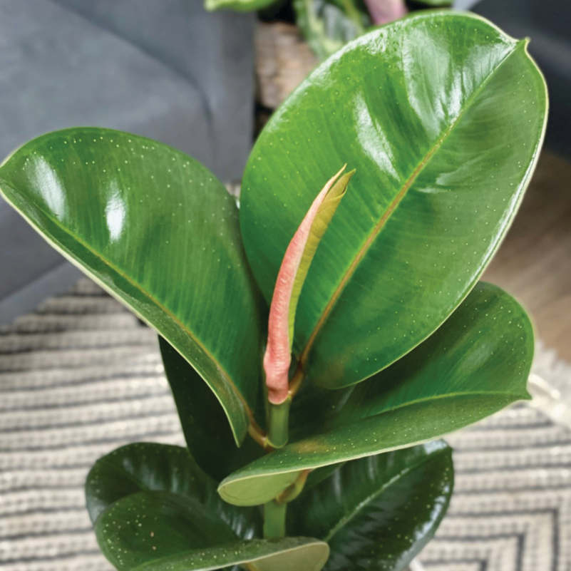 Chroma® Chloe Rubber Plant (Ficus elastica)