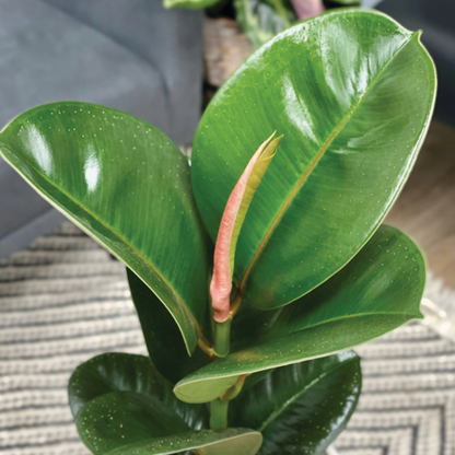 Chroma® Chloe Rubber Plant (Ficus elastica)