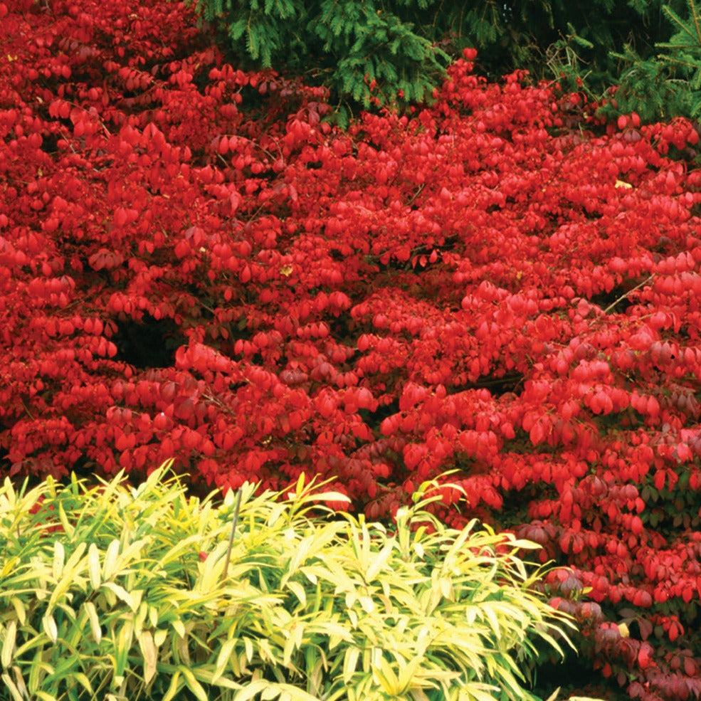 Proven Winners® Shrub Plants|Euonymus - Fire Ball Burning Bush 1