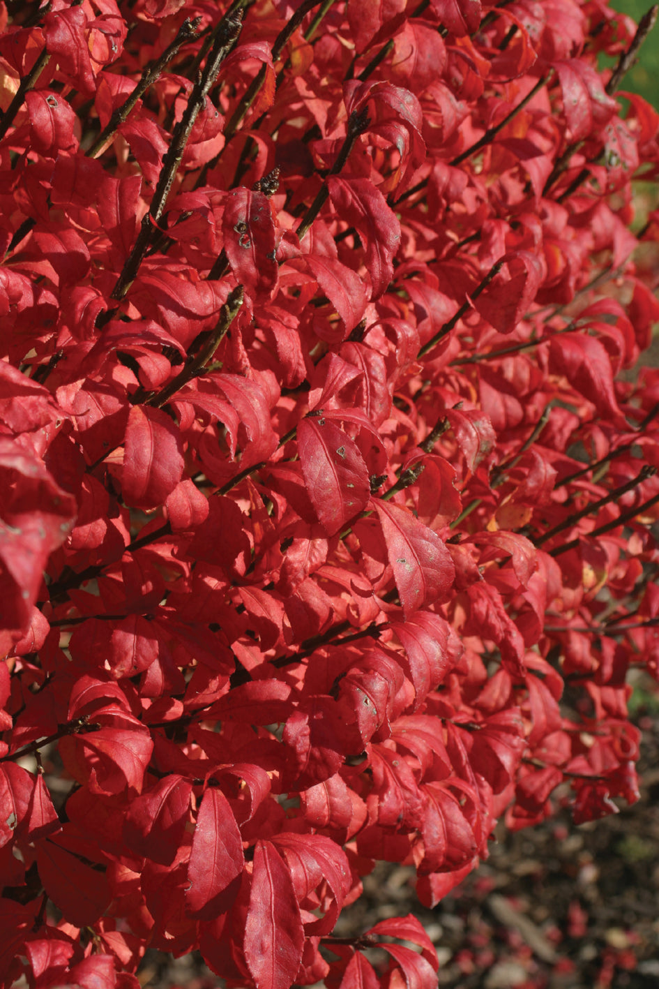 Proven Winners® Shrub Plants|Euonymus - Fire Ball Burning Bush 2