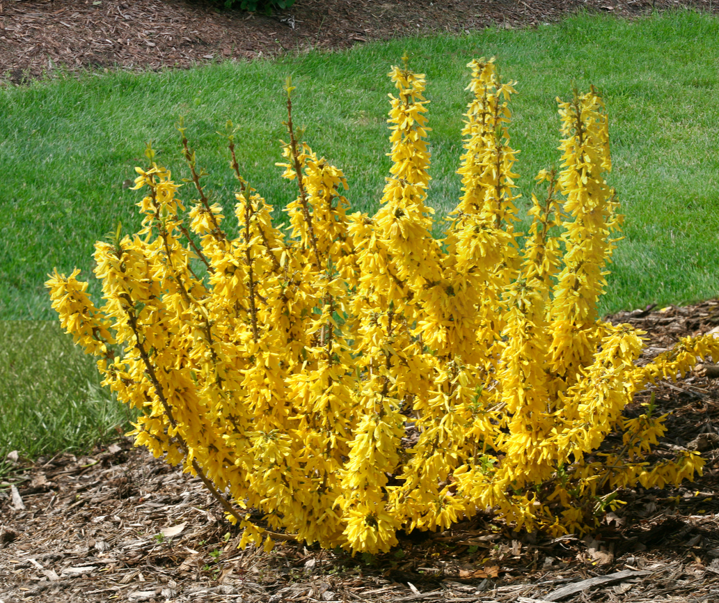 Show Off® Sugar Baby® (Forsythia hybrid)