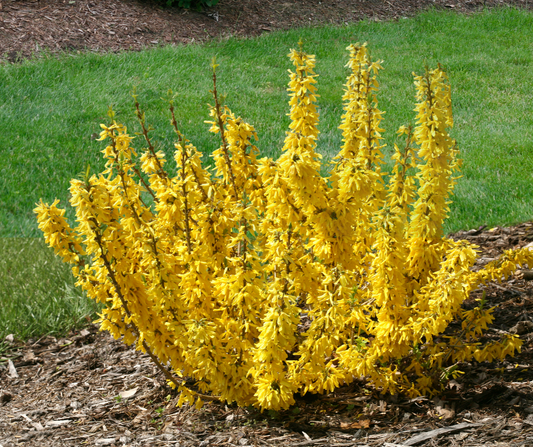 Show Off® Sugar Baby® (Forsythia hybrid)