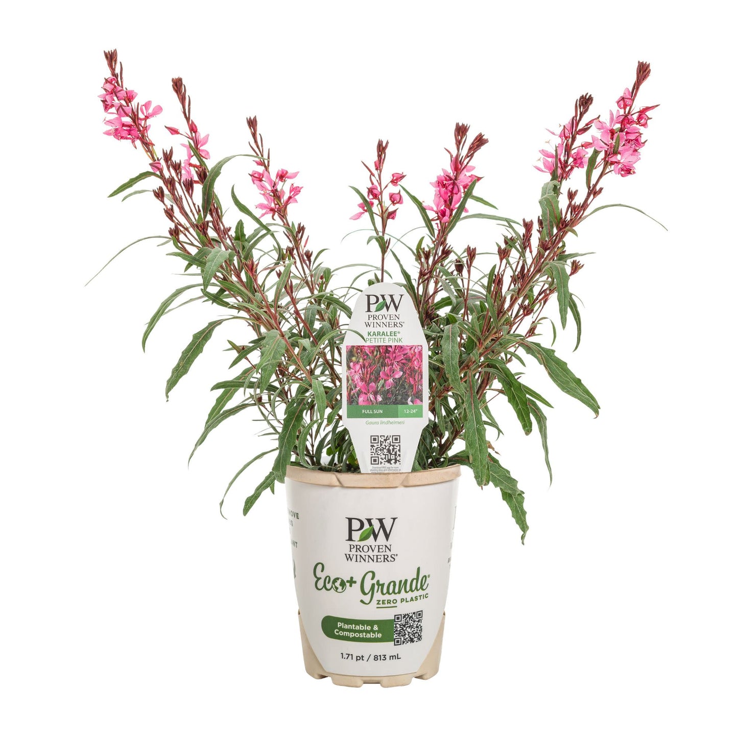 Karalee® Petite Pink Butterfly Flower (Gaura lindheimeri)