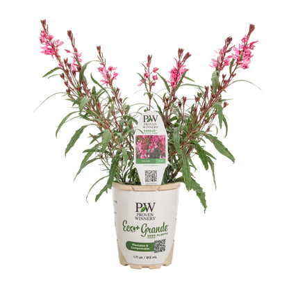 Karalee® Petite Pink Butterfly Flower (Gaura lindheimeri)