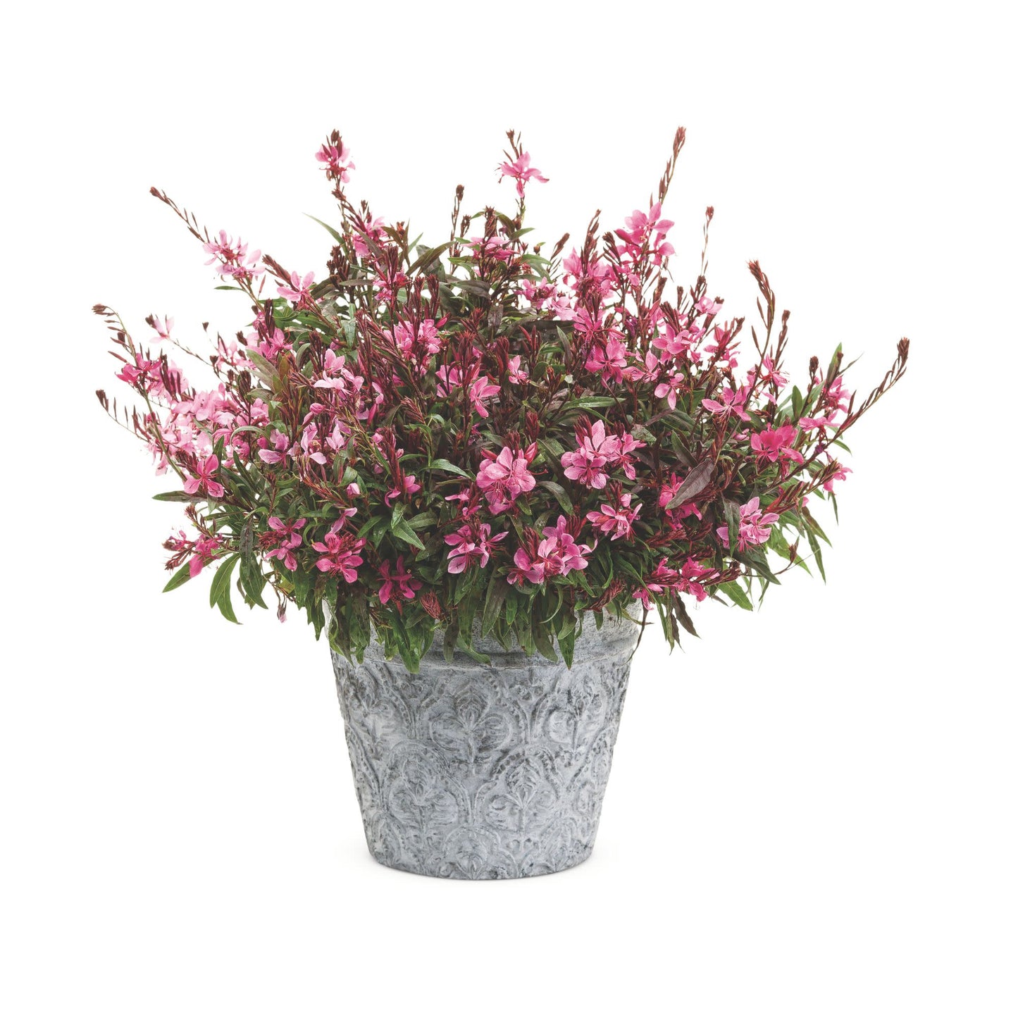 Karalee® Petite Pink Butterfly Flower (Gaura lindheimeri)
