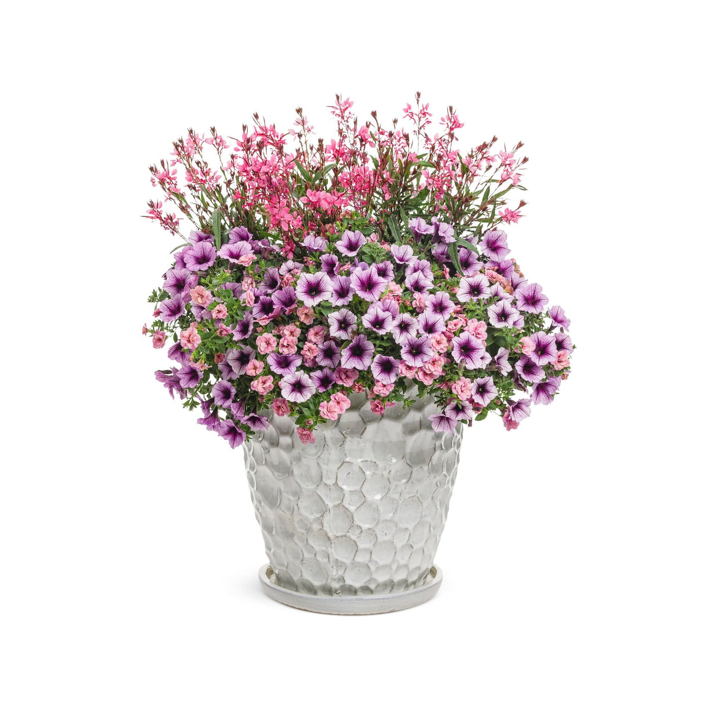 Karalee® Petite Pink Butterfly Flower (Gaura lindheimeri)