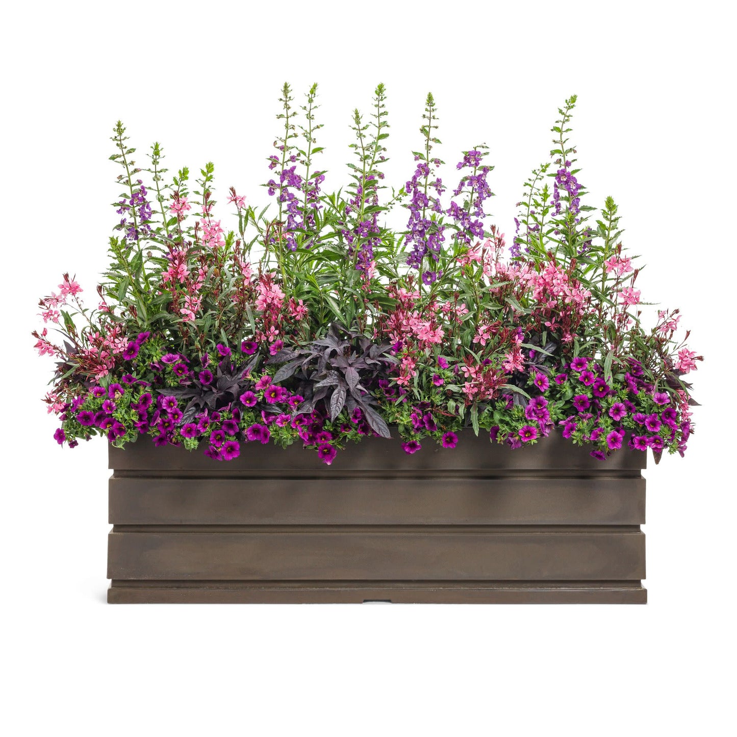 Karalee® Petite Pink Butterfly Flower (Gaura lindheimeri)