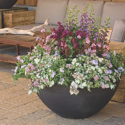 Karalee® Petite Pink Butterfly Flower (Gaura lindheimeri)