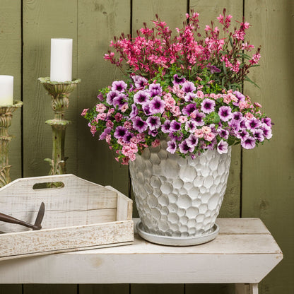Karalee® Petite Pink Butterfly Flower (Gaura lindheimeri)