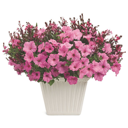 Karalee® Petite Pink Butterfly Flower (Gaura lindheimeri)