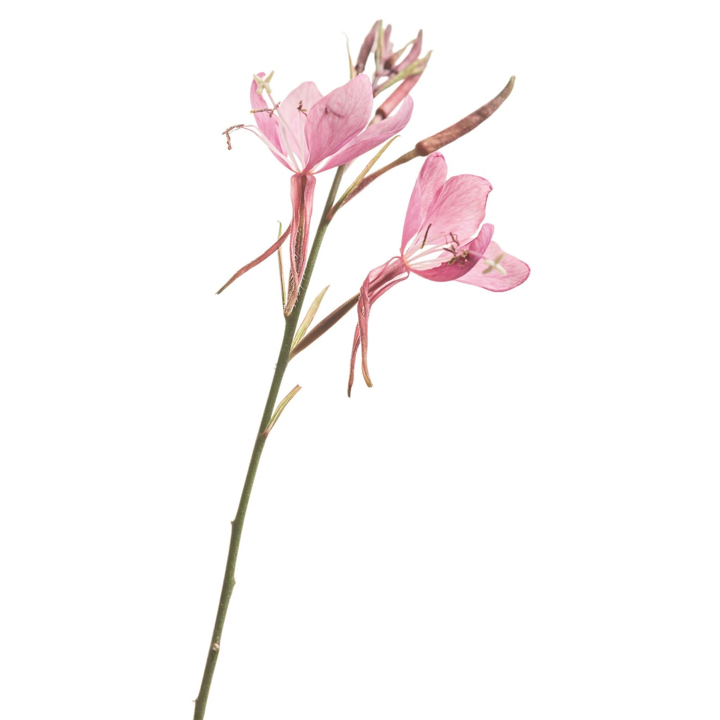 Karalee® Petite Pink Butterfly Flower (Gaura lindheimeri)