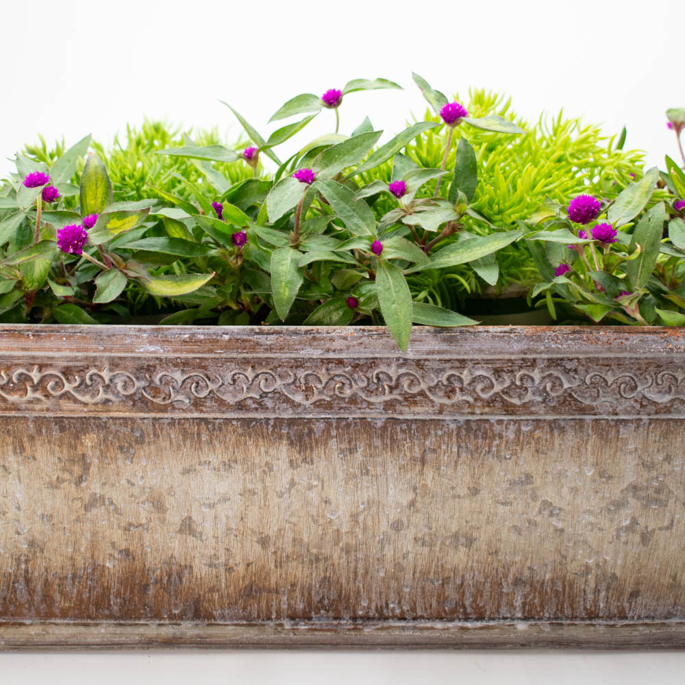 Proven Selections® Lil' Forest™ Plum Bachelor Button (Gomphrena hybrid)