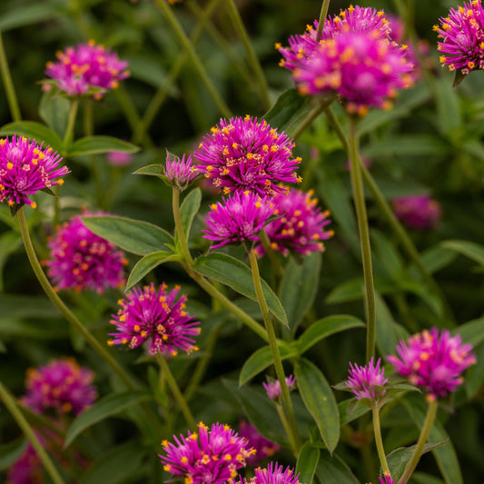 Limited Edition Royale™ | Truffula™ Pink Globe Amaranth (Gomphrena pulchella)