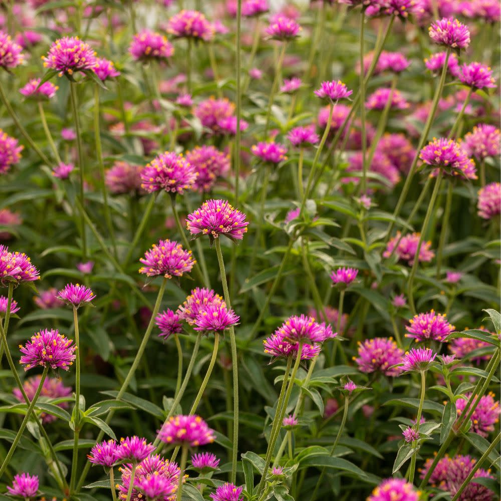 Limited Edition Royale™ | Truffula™ Pink Globe Amaranth (Gomphrena pulchella)