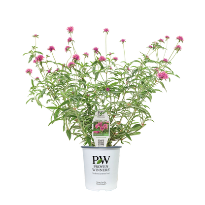 Limited Edition Royale™ | Truffula™ Pink Globe Amaranth (Gomphrena pulchella)