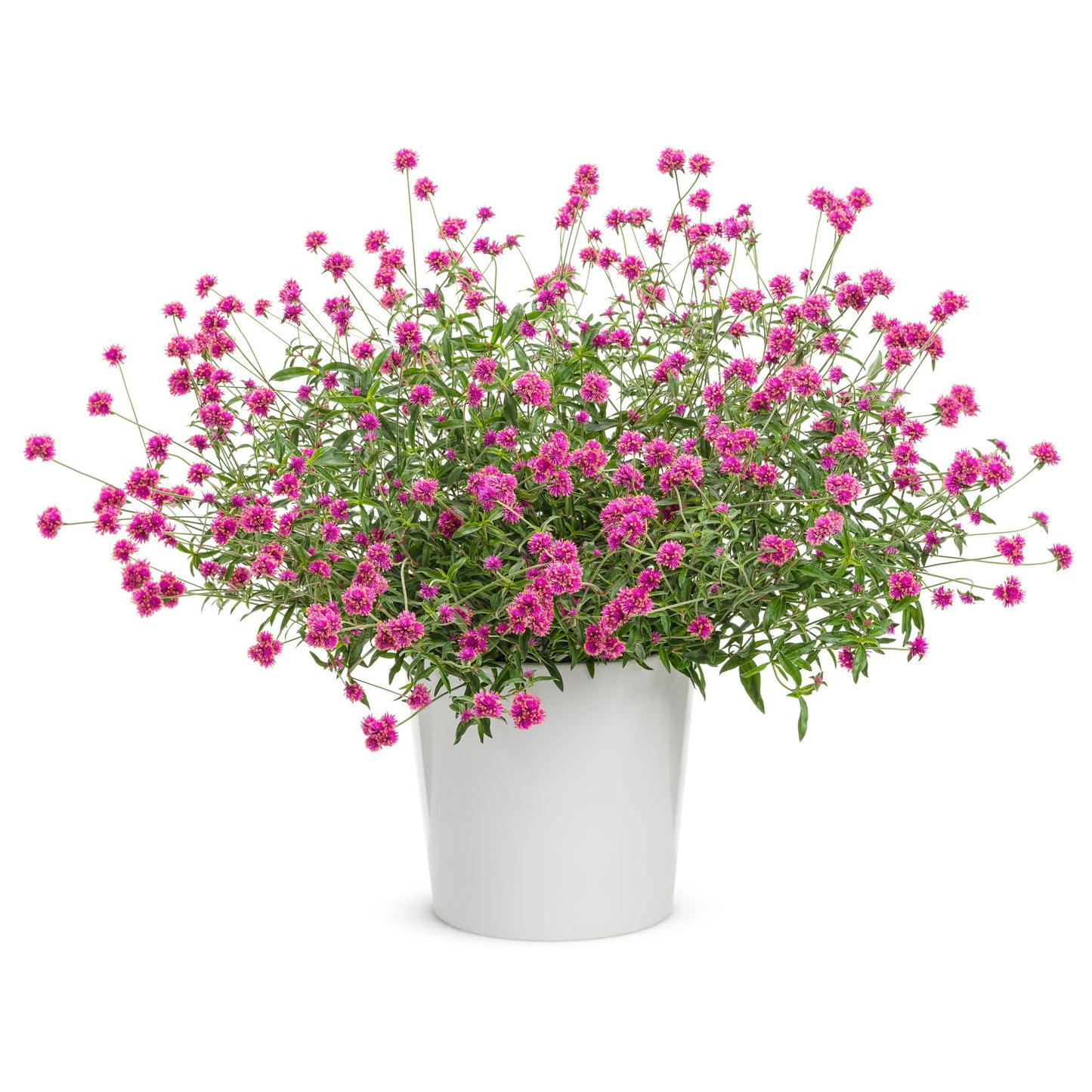 Limited Edition Royale™ | Truffula™ Pink Globe Amaranth (Gomphrena pulchella)
