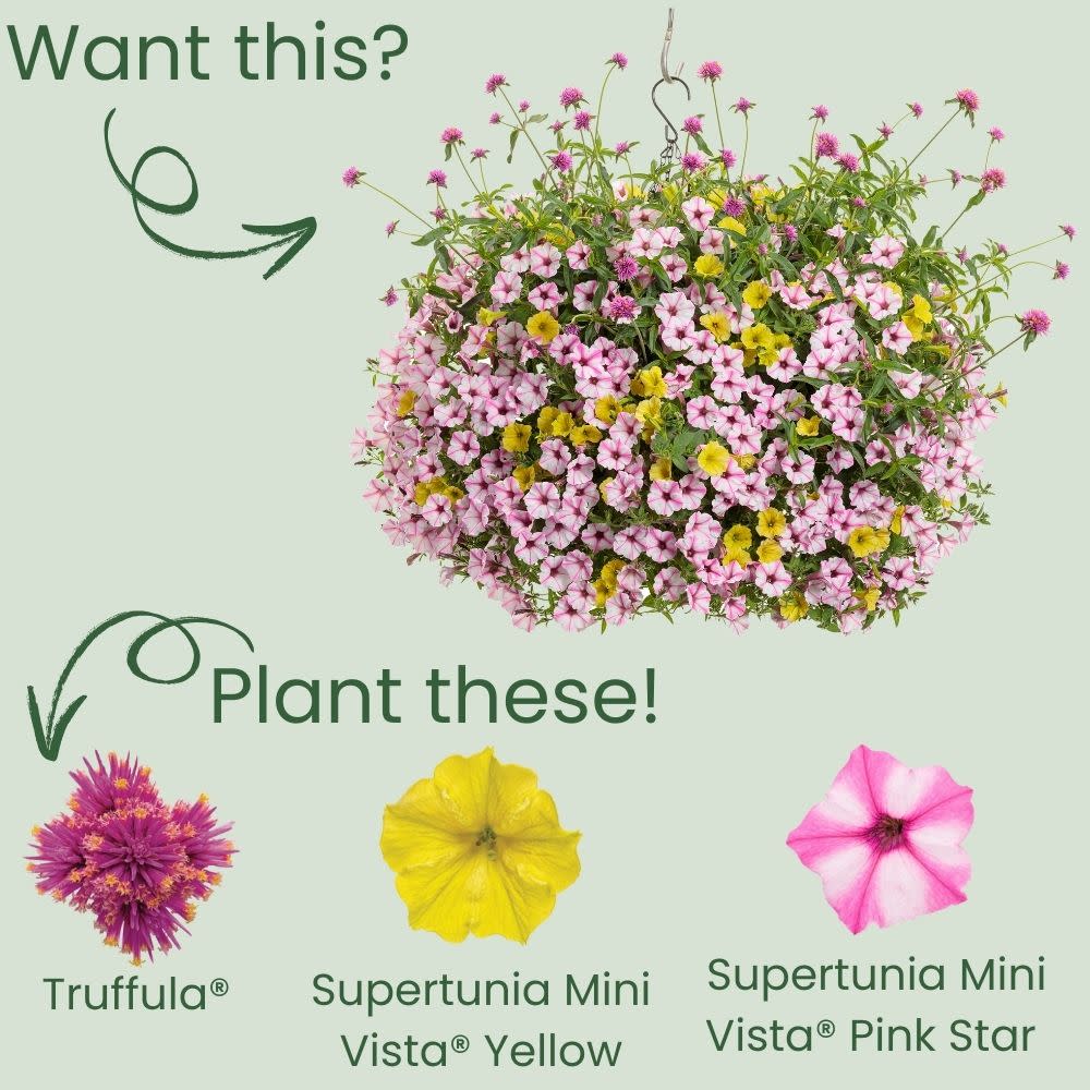 truffula flower seeds Globe Amaranth | Truffula™ Pink