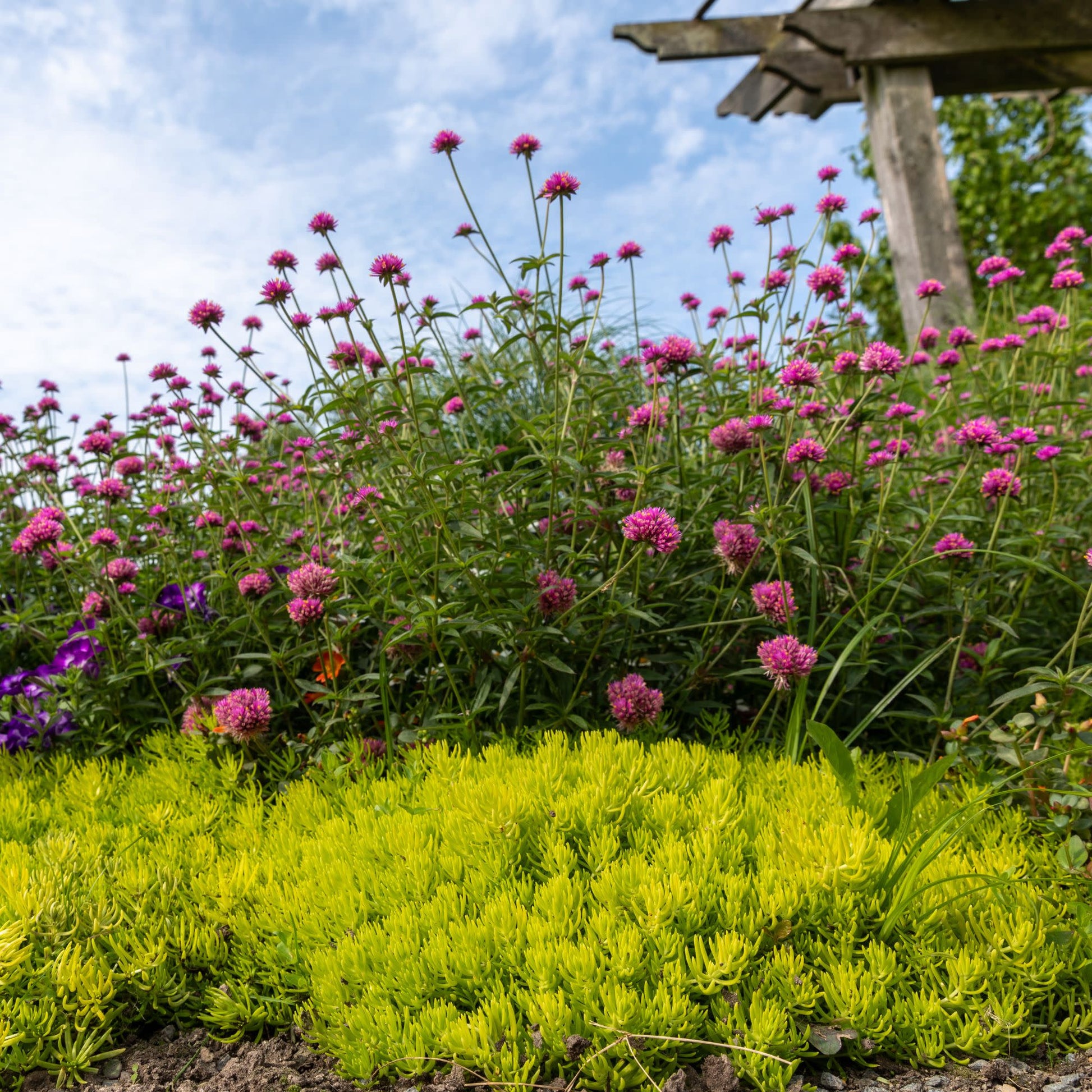 truffula flower seeds Globe Amaranth | Truffula™ Pink