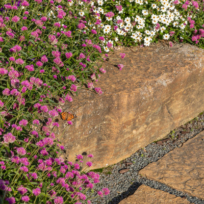 Limited Edition Royale™ | Truffula™ Pink Globe Amaranth (Gomphrena pulchella)