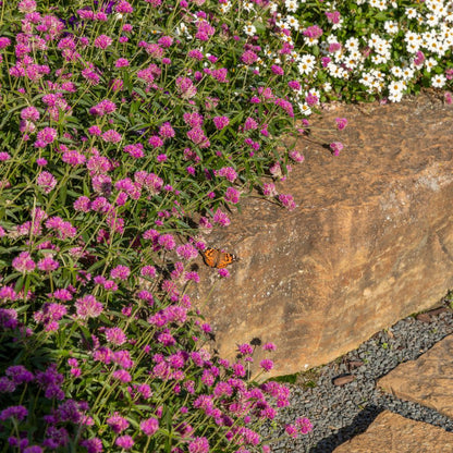 Limited Edition Royale™ | Truffula™ Pink Globe Amaranth (Gomphrena pulchella)