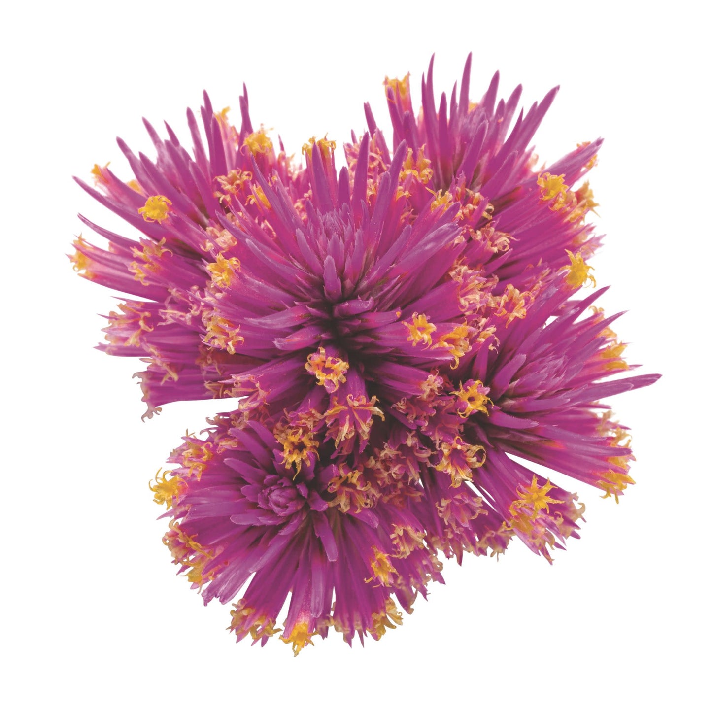 Limited Edition Royale™ | Truffula™ Pink Globe Amaranth (Gomphrena pulchella)