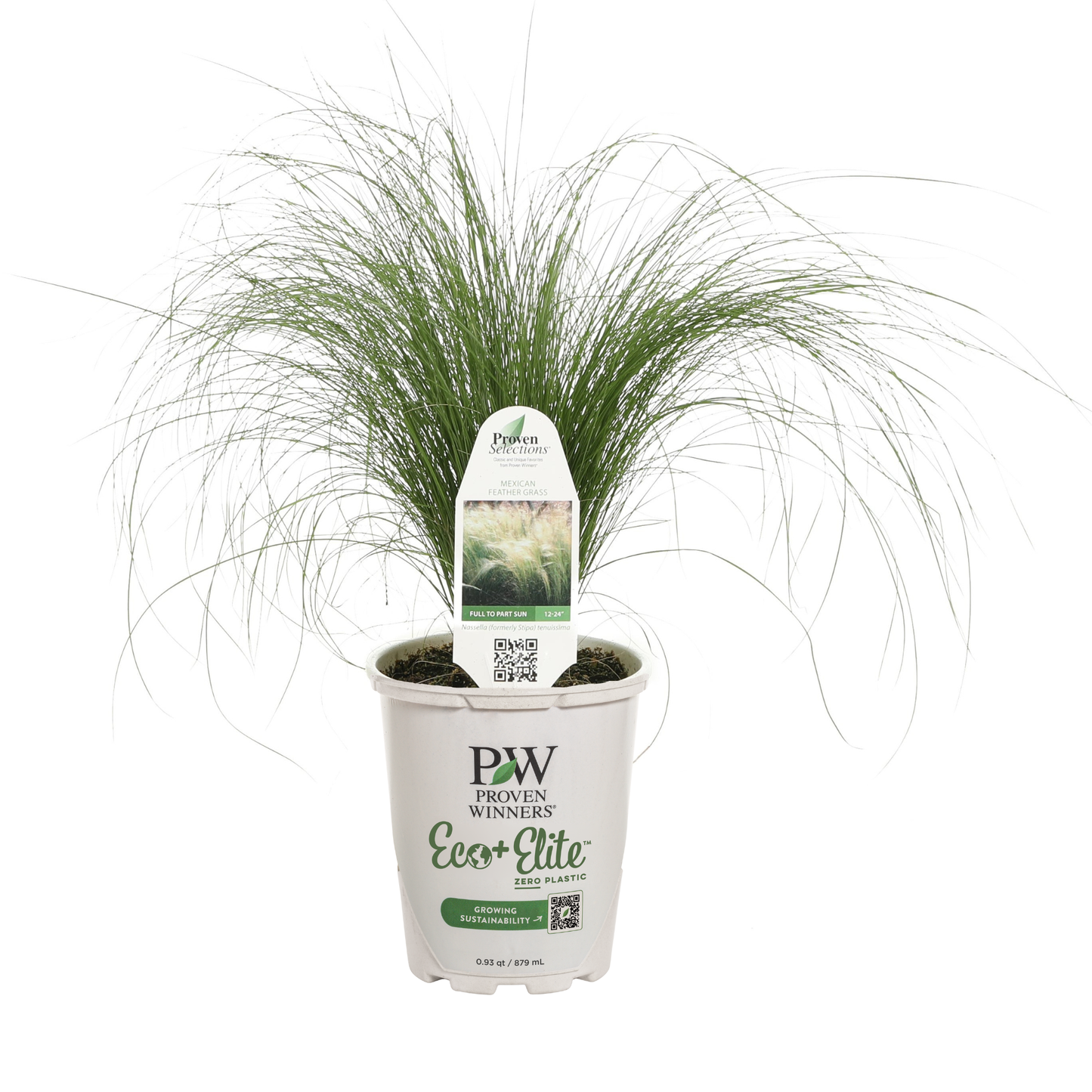 Proven Selections® Mexican Feather Grass (Nassella tenuissima)