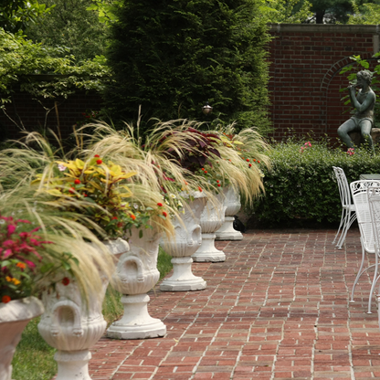 Proven Selections® Mexican Feather Grass (Nassella tenuissima)