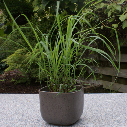 Proven Selections Lemony Snicket Lemony Snicket Lemongrass in use.