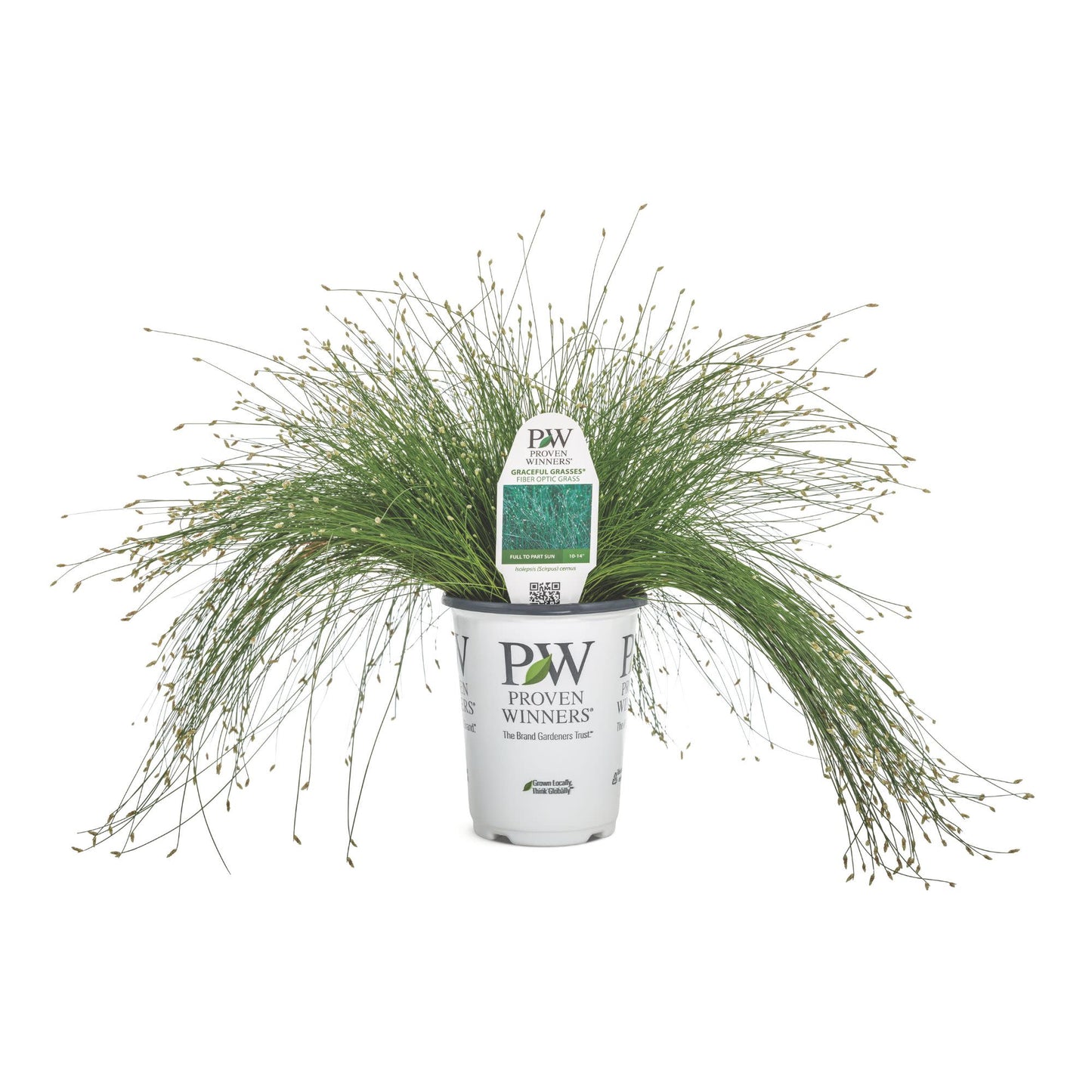 Graceful Grasses® Fiber Optic Grass Low Bulrush (Isolepsis (Scirpus) cernua)