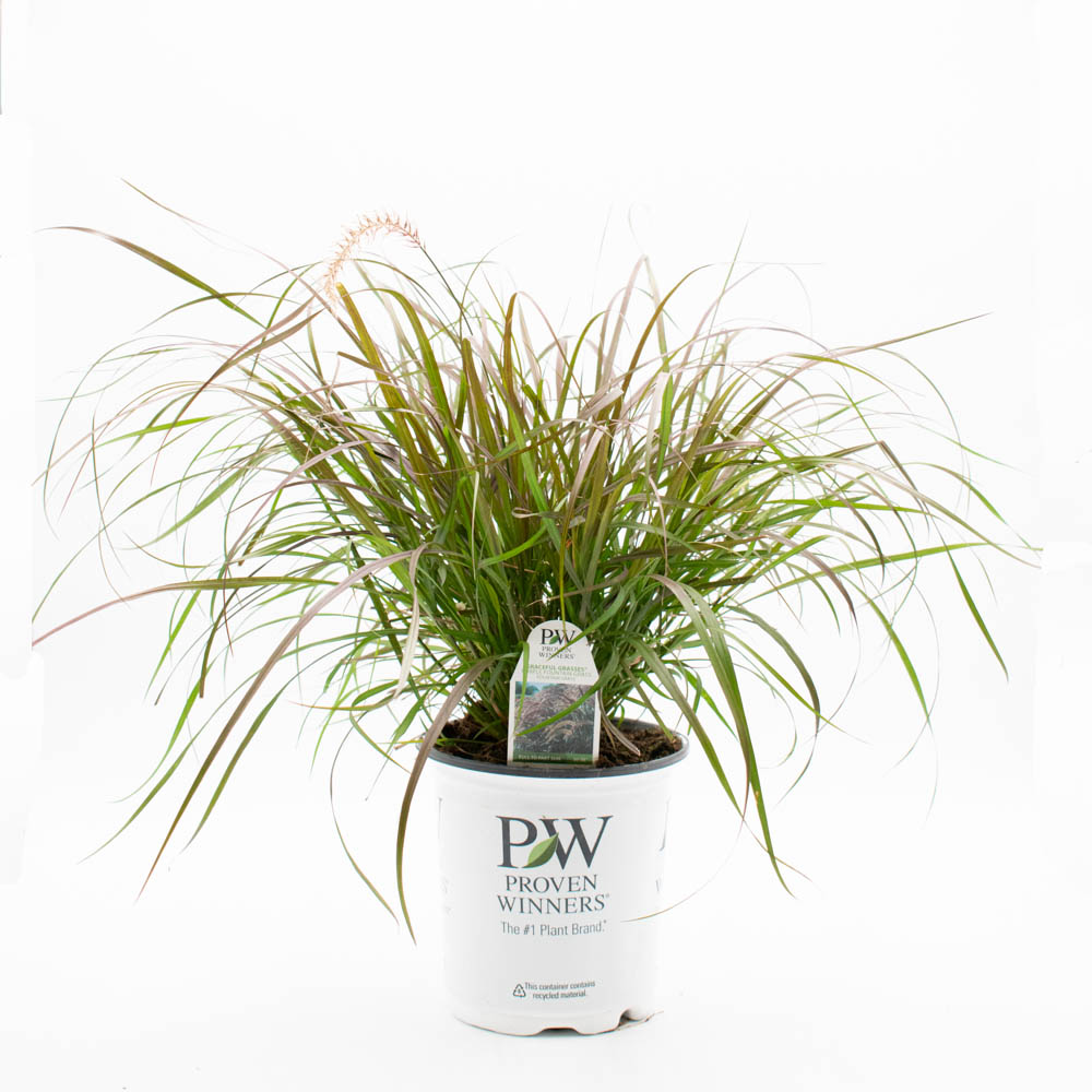 Limited Edition Royale™ | Graceful Grasses® Purple Fountain Grass (Pennisetum setaceum 'Rubrum')