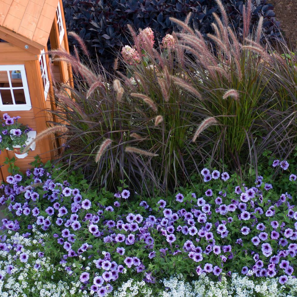 Limited Edition Royale™ | Graceful Grasses® Purple Fountain Grass (Pennisetum setaceum 'Rubrum')