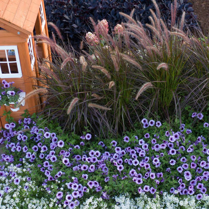 Limited Edition Royale™ | Graceful Grasses® Purple Fountain Grass (Pennisetum setaceum 'Rubrum')