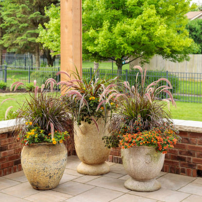 Limited Edition Royale™ | Graceful Grasses® Purple Fountain Grass (Pennisetum setaceum 'Rubrum')