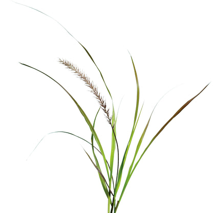 Limited Edition Royale™ | Graceful Grasses® Purple Fountain Grass (Pennisetum setaceum 'Rubrum')