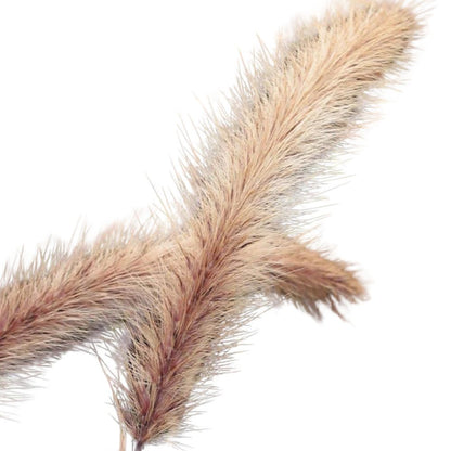 Limited Edition Royale™ | Graceful Grasses® Purple Fountain Grass (Pennisetum setaceum 'Rubrum')
