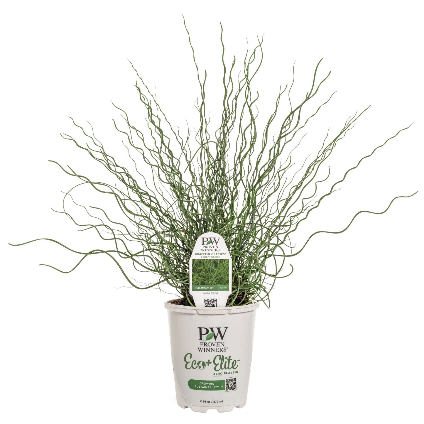 Graceful Grasses® Curly Wurly Corkscrew Rush (Juncus effusus)