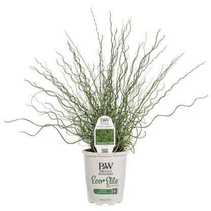 Graceful Grasses® Curly Wurly Corkscrew Rush (Juncus effusus)
