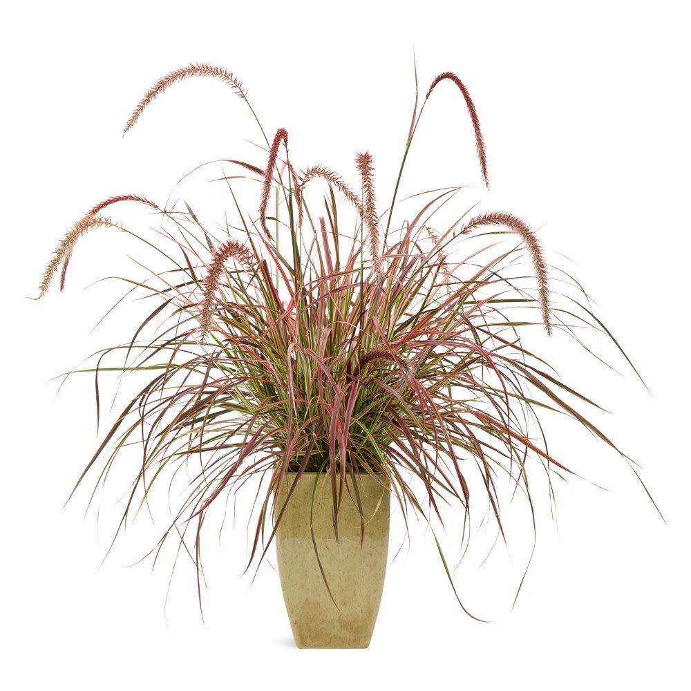 Graceful Grasses® 'Fireworks' Purple Fountain Grass (Pennisetum setaceum 'Rubrum')
