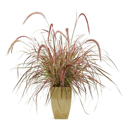 Graceful Grasses® 'Fireworks' Purple Fountain Grass (Pennisetum setaceum 'Rubrum')