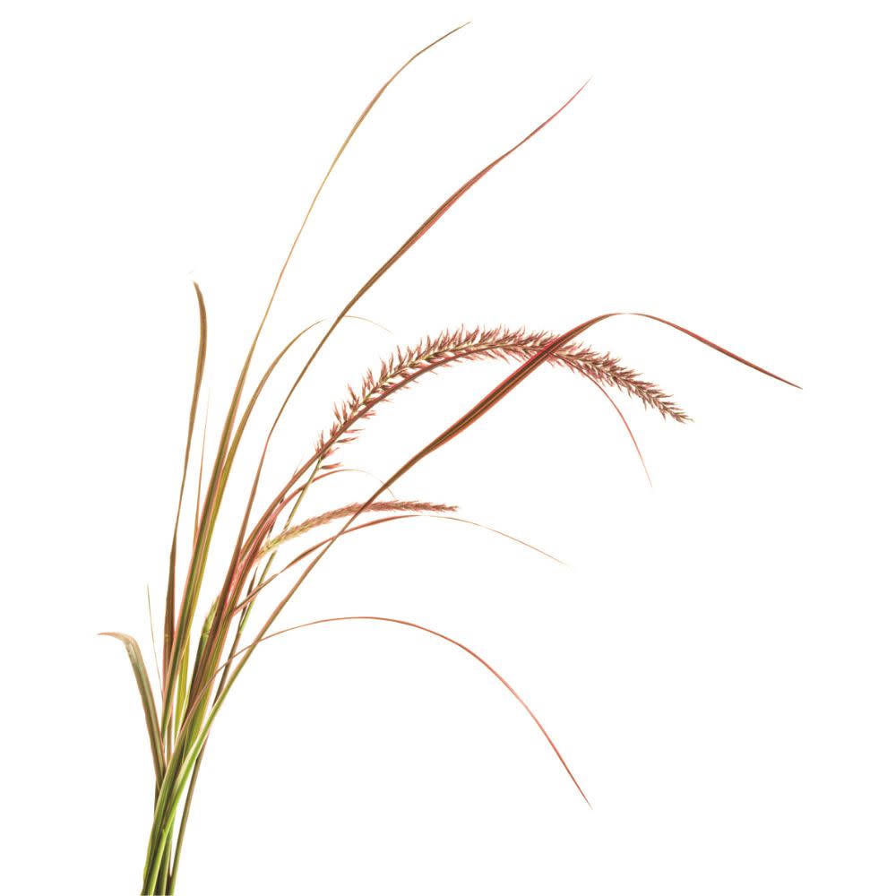Graceful Grasses® 'Fireworks' Purple Fountain Grass (Pennisetum setaceum 'Rubrum')