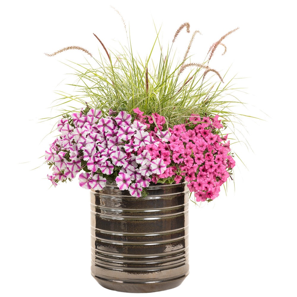 Limited Edition Royale | Graceful Grasses® 'Sky Rocket' Fountain Grass (Pennisetum setaceum 'Rubrum')