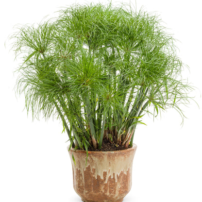 Graceful Grasses® Prince Tut™ Dwarf Egyptian Papyrus (Cyperus papyrus)