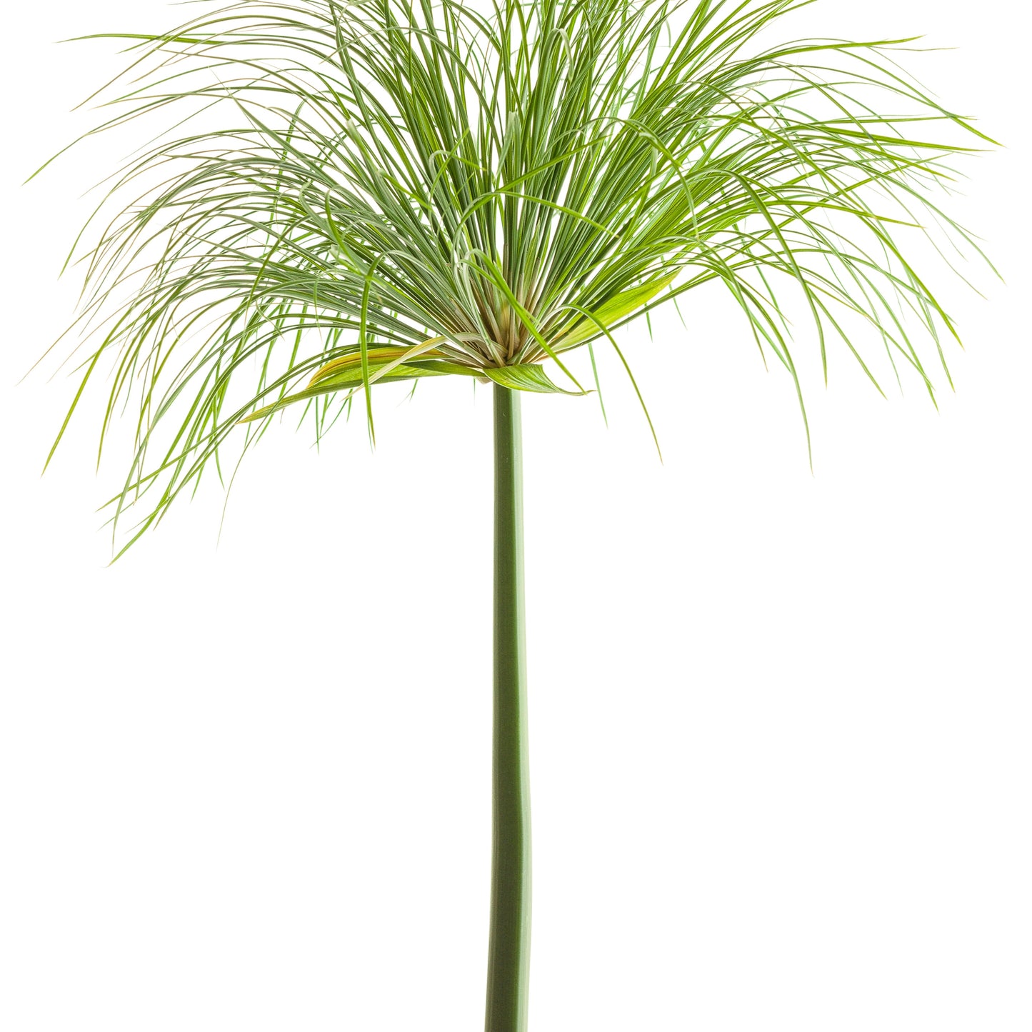 Graceful Grasses® Prince Tut™ Dwarf Egyptian Papyrus (Cyperus papyrus)