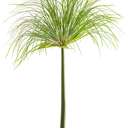 Graceful Grasses® Prince Tut™ Dwarf Egyptian Papyrus (Cyperus papyrus)