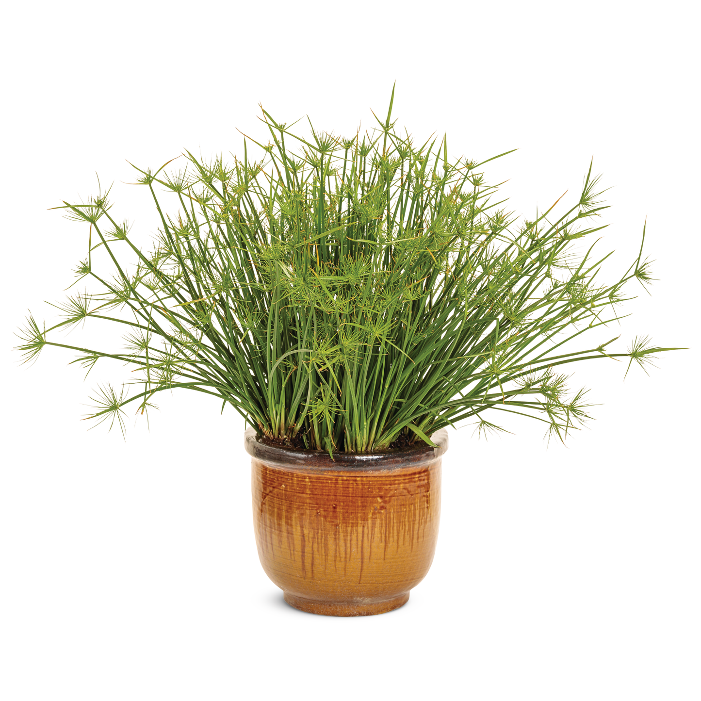 Graceful Grasses® Queen Tut™ Dwarf Papyrus (Cyperus prolifer)